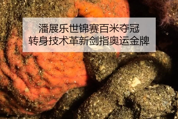 潘展乐世锦赛百米夺冠 转身技术革新剑指奥运金牌
